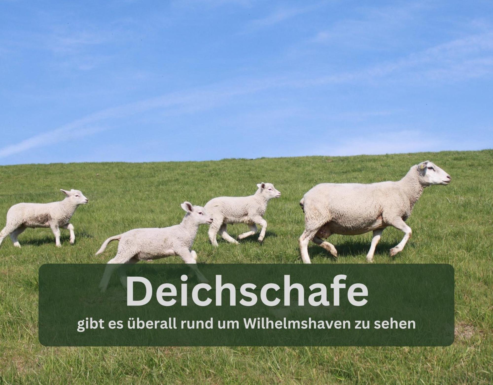 Grashaus30 - Die Luxurioese Ferienwohnung In Whv