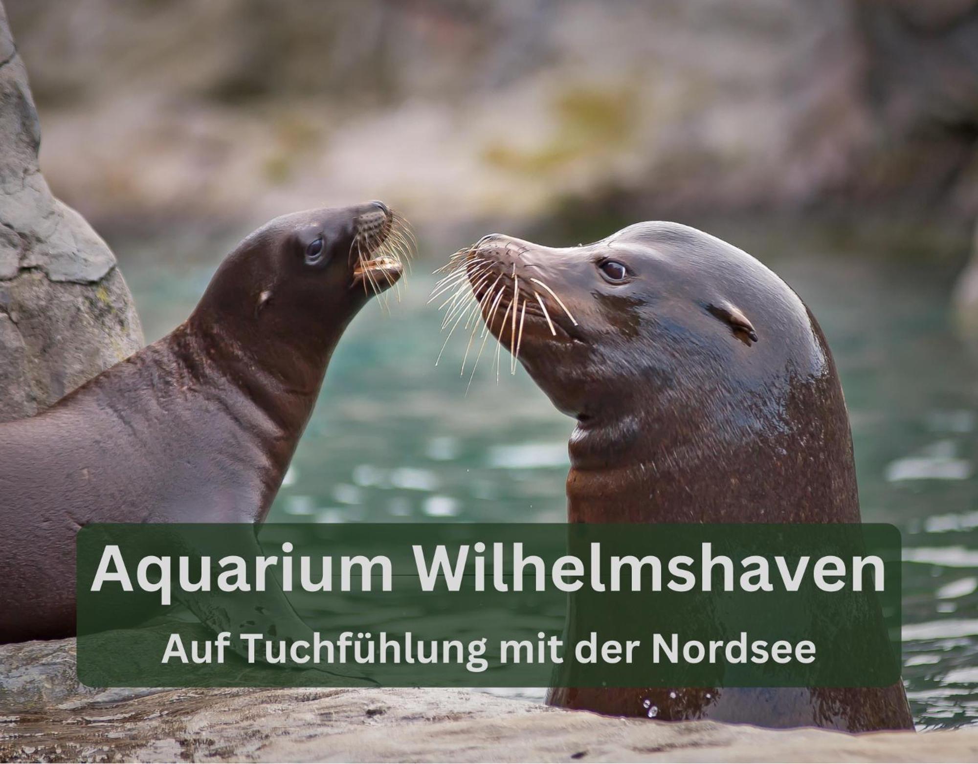 Grashaus30 - Die Luxurioese Ferienwohnung In Whv